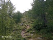 da quota circa 2250 il bosco si fa rado e la traccia migliora
