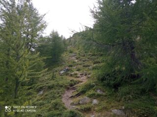 da quota circa 2250 il bosco si fa rado e la traccia migliora