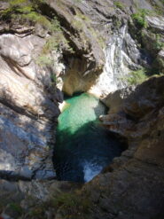 Saltone della betulla (Bodengo2)