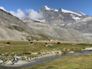 Quattromila vallesani