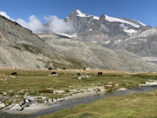 Quattromila vallesani