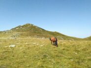 Cavallo solitario sotto Punta Torracca