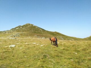 Cavallo solitario sotto Punta Torracca