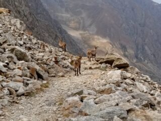 Discesa dal Colle di Finestra verso il Rifugio Soria dove pernottiamo 