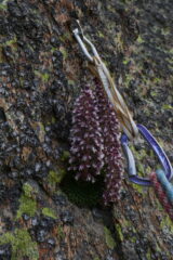 mai viste così tante sassifraghe fiorite come quest'anno, erano ovunque!