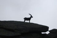 Osservatore al Col Bardoney