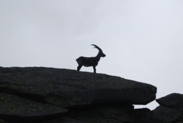 Osservatore al Col Bardoney