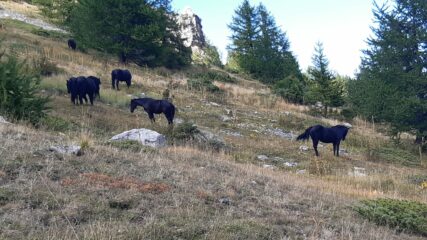 Cavalli liberi al pascolo