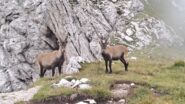 Stambecchi alla forcella