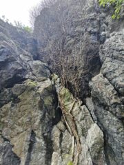 Il tiro dell'edera visto da sotto, con le condizioni del rampicante