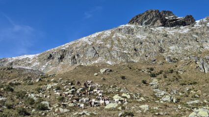 mucche ancora al pascolo