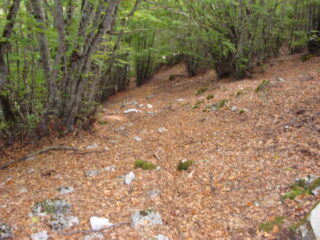 nel bosco