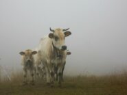 Ultimi giorni in alpeggio