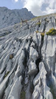 stambecchi e cannelures