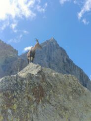 In compagnia degli stambecchi a tre metri