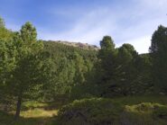 Il Monte Reisasso (m.2707) sopra il bosco da Pian del Chiot 
