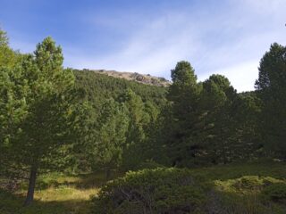 Il Monte Reisasso (m.2707) sopra il bosco da Pian del Chiot 