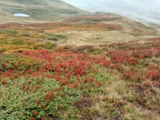 finalmente un po' di colori autunnali...