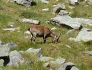 stambecco al pascolo