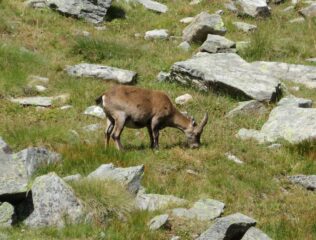 stambecco al pascolo