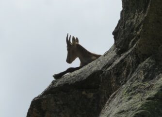 stambecco alto sul sentiero