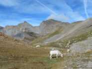 mucche al pascolo vicino alla cresta; sfondo Enciastraye e Rocca 3 Vescovi