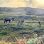 Avvistiamo il primo branco di renne