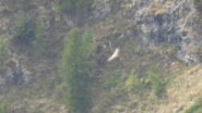 Il presunto grifone in volo