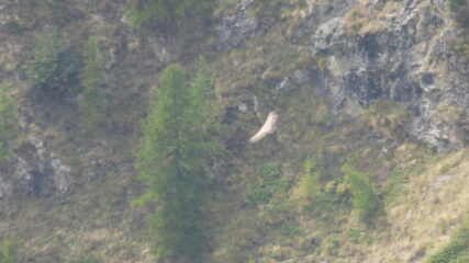 Il presunto grifone in volo
