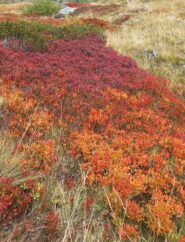 I colori autunnali di mirtilli e altri arbusti
