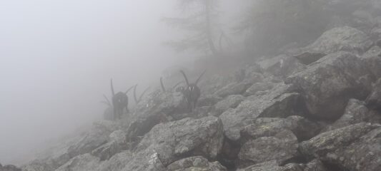 un numeroso branco di stambecchi 