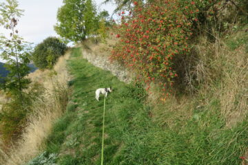 sul sentiero appena sopra Eternod Dessus