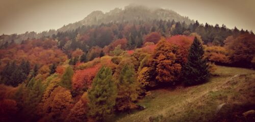 Colori autunnali
