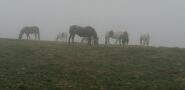 cavalli fra la nebbia