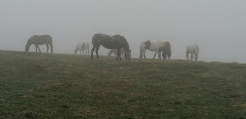 cavalli fra la nebbia