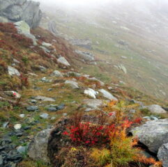 Alpe Pian delle Mule