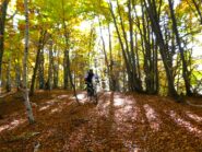 Tra i colori della faggeta finale