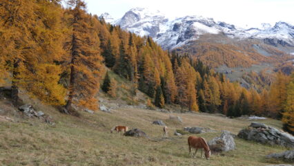 Cavalli all' Alpe Nannaz inf.