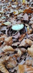 Amanita falloide