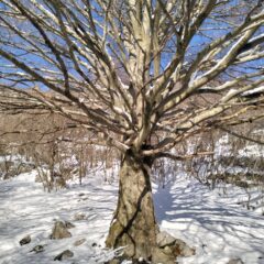 oplus_32