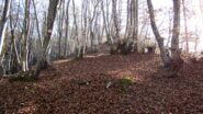 Il sentiero nascosto in salita dal Crous