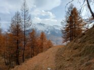 tappeto di aghi, ma foliage dei larici verso la fine