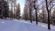 Su ponderale nel bosco. 