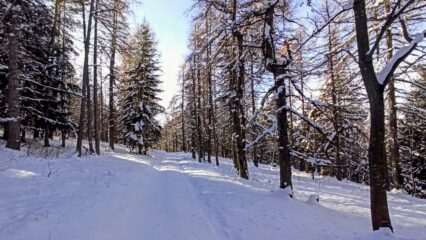 Su ponderale nel bosco. 