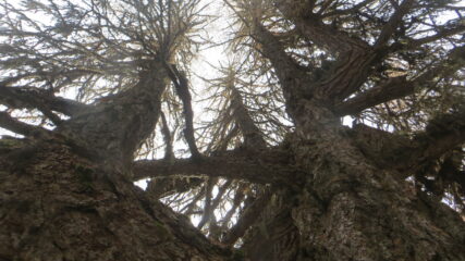 Albero Monumentale
