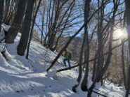 Salendo nel bosco 