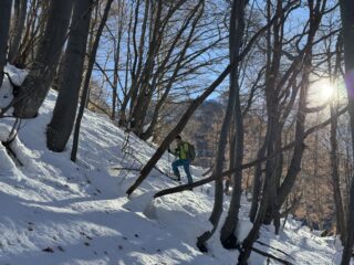 Salendo nel bosco 