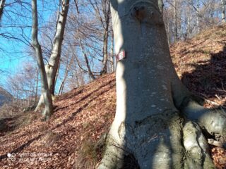 Bollo che segnala il bivio nel bosco tra Chiottero e Pian d'Attia
