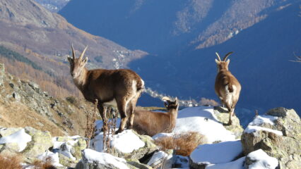 All' Alpe Le Piane