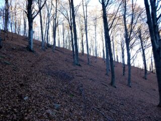 Nella faggeta, poco lontano dalla Bocchetta di Stobj.
